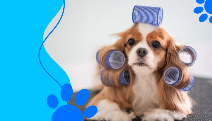 Dog Grooming Tips: Keeping Your Pup Healthy and Happy 2024