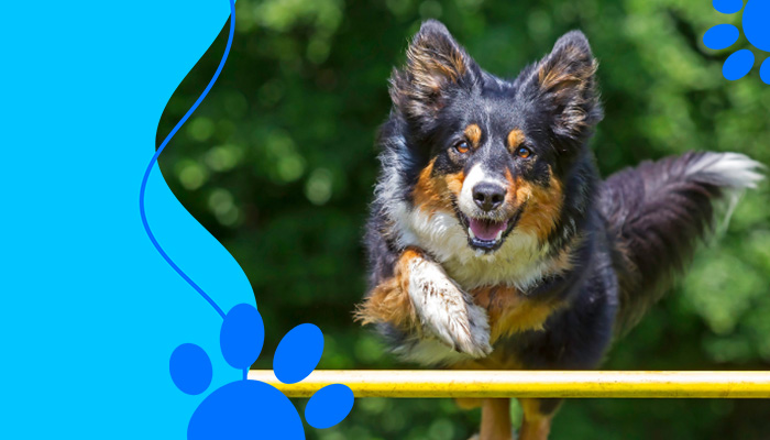 Benefits of a DIY Dog Agility Course