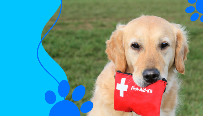 Creating a pet first aid kit