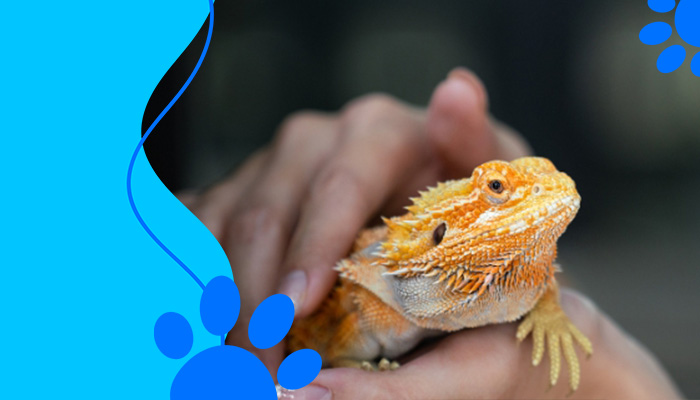 Choosing the right reptile as a pet