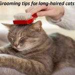 Grooming tips for long-haired cats