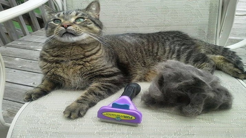 Grooming tips for long-haired cats