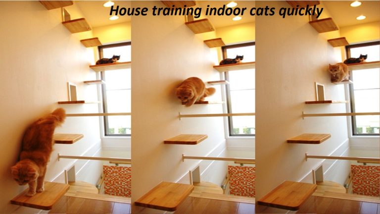 House training indoor cats quickly