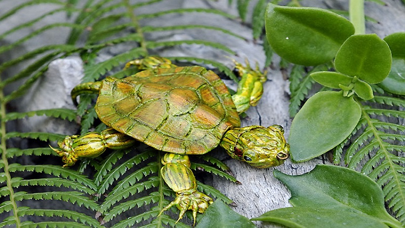 Introducing a new diet to pet turtles