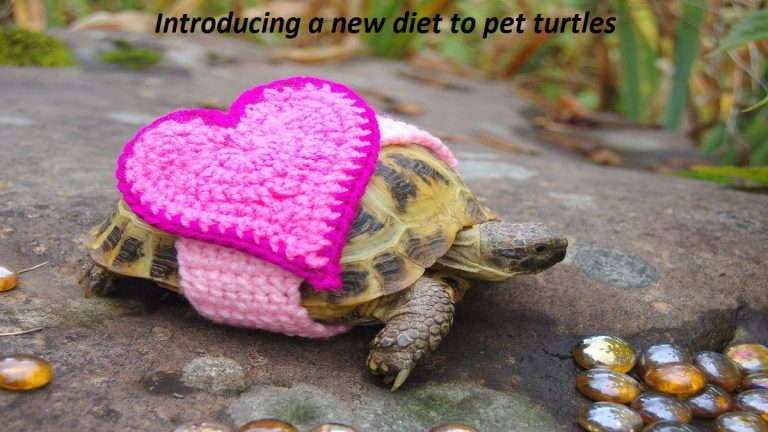 Introducing a new diet to pet turtles